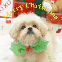 Happy holiday with Carrie