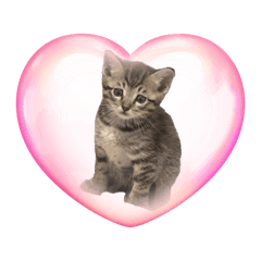 猫スタンプ#1