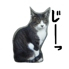 a cat around here 2
