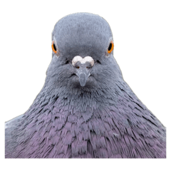 Pigeon-_-