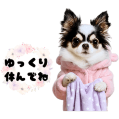 Pii, a black and white chihuahua 2