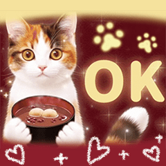 Calico cat and Japanese sweets