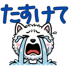 Anim. Overreaction Selkirk Rex 4