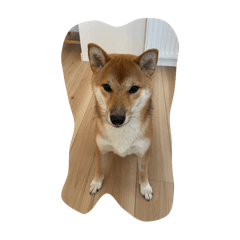 ayaai_20251221173028