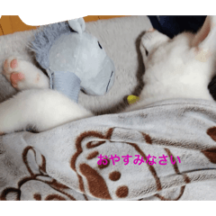 shiro_20251221193505