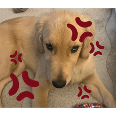 chichichi_20251221194756