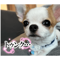 gekikawa!chiwawa no chikuwa