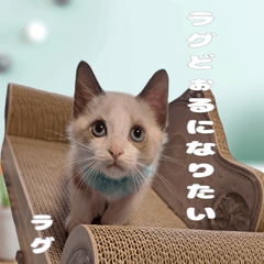 I want to be a Ragdoll.