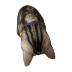 My super cute little cats