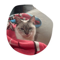 ririo_20251221205543