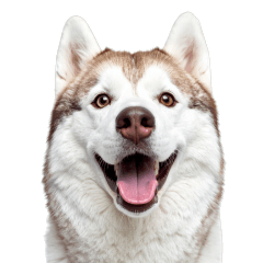 Everyday Life of a Cool but Clingy Husky