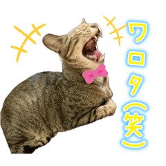 Kamonegi_20251220000404