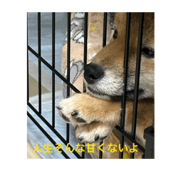 SHUGAR_20251222082007