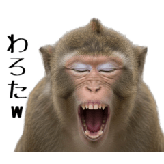 miyoshi_20251220005033