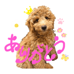 My dog, Toro's daily life