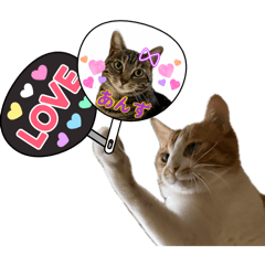 Cute cats Anzu and Key Winter neko-chan