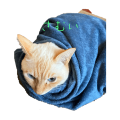 SHIHO_20251221203252