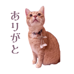 KAJUU_20251220013730