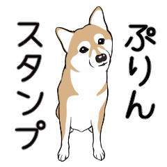 Purin the Shiba Inu Stickers