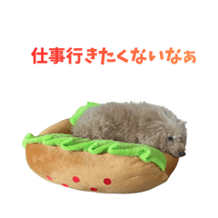 Toy Poo & Bichon  Good Job