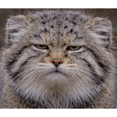 KATO PAINTER_20251220214711