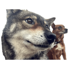 Orinnosuke_20251220215603