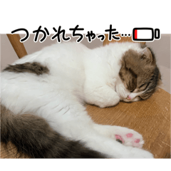 tsumutsumu_20251220094753