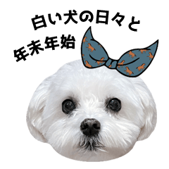 White daily & New year holiday