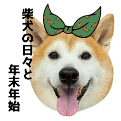 Shiba inu daily & New year holiday