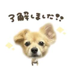 uchinoko_honpo._20251222123021