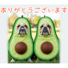 PAKAMOGOLY_20251222124212