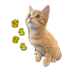 Jasmine_20251221104737