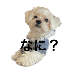 susan_20251221232841