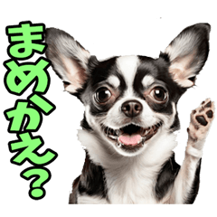 鳥取弁☆わんこ