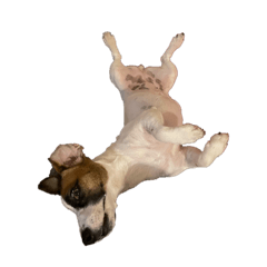 ishiimaru_20251222010245