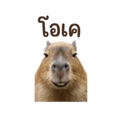 Capybara101