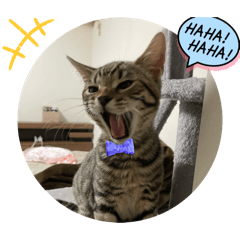 kotamaru_20251222021545