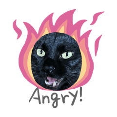 emori_20251221154126