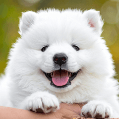 Angel's Samoyed Baby