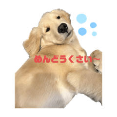 Gollove_20251222083100