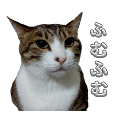 [Gentle Cat] Yu-kun's Daily Conversation