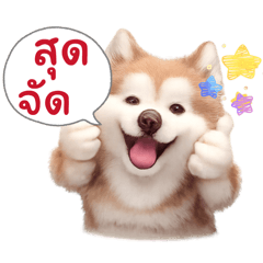 Cinnamon The Husky - Cute V.1