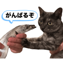 asami_20251221223745