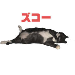 donktu_20251221230359