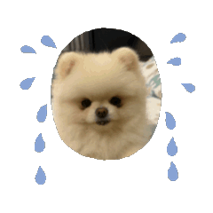 點點米米日常生活