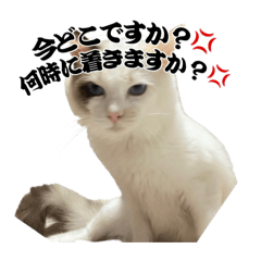 pomuneko_20251222041153