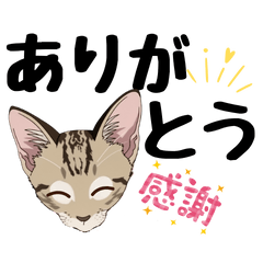 Big Text Stickers of Sora the Tabby Cat