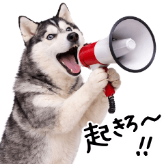 Siberian Husky Quick Replies