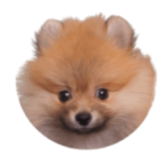 kainushidayo._20251222154658