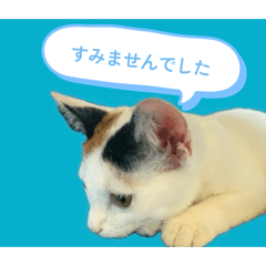 My calico and tuxedo cat usable stamp